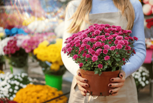 chrysanthèmes sur une tombe