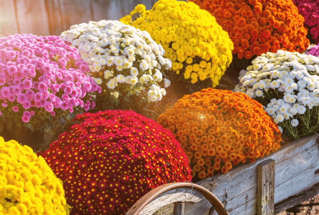 chrysanthèmes sur une tombe