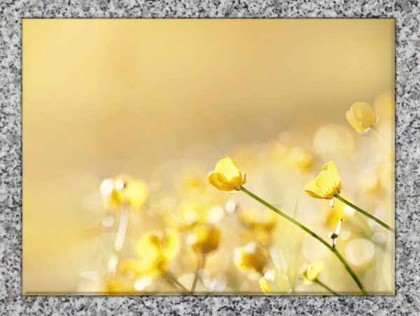 Ranunculus acris (Bouton d'or) – Image 5