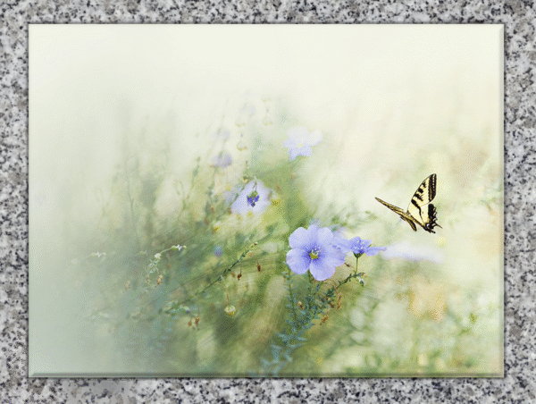 Linum perenne (Lin bleu) – Image 5