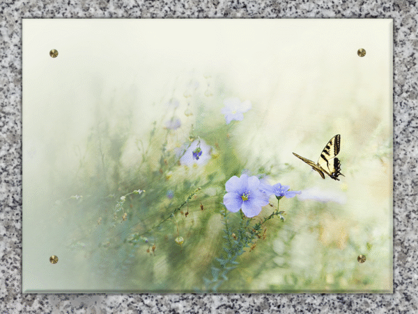 Linum perenne (Lin bleu) – Image 4