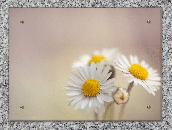 Bellis perennis (Pâquerettes) – Image 4