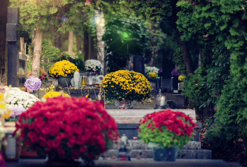 Quand mettre des chrysanthèmes au cimetière ?