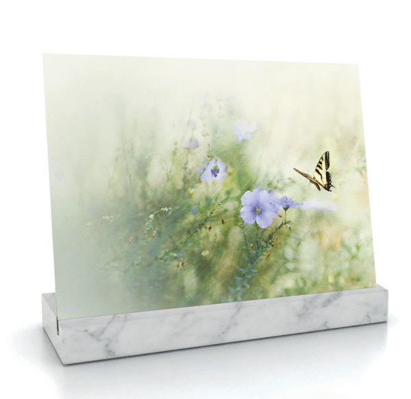 Linum perenne (Lin bleu) – Image 3