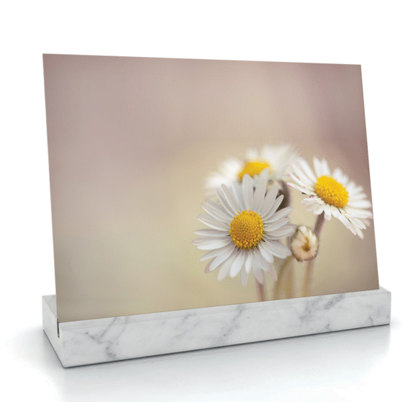 Bellis perennis (Pâquerettes) – Image 3