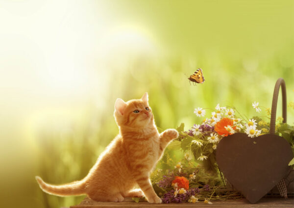 Animaux Petit Chat