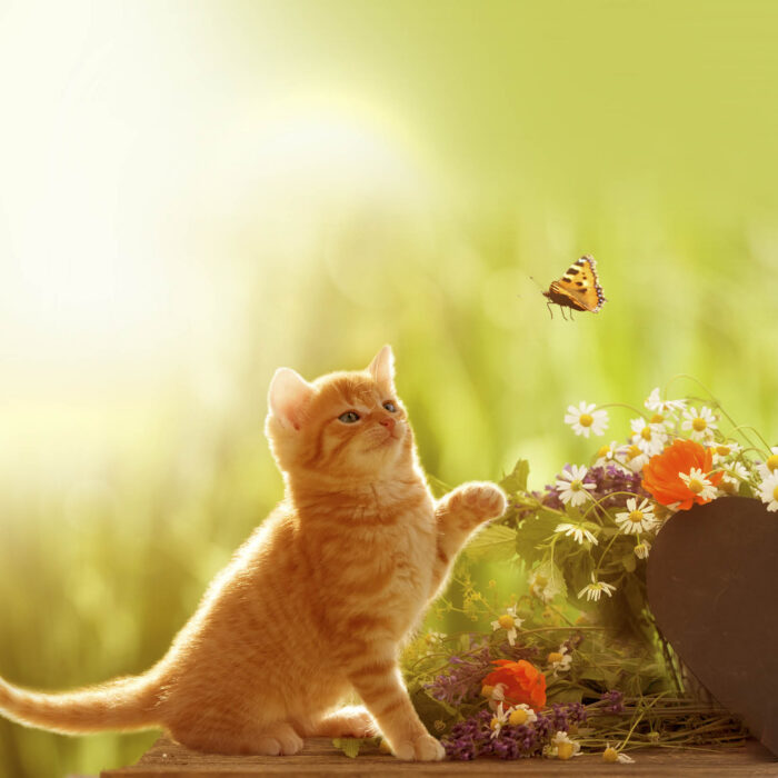 Animaux Petit Chat