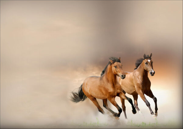 Chevaux