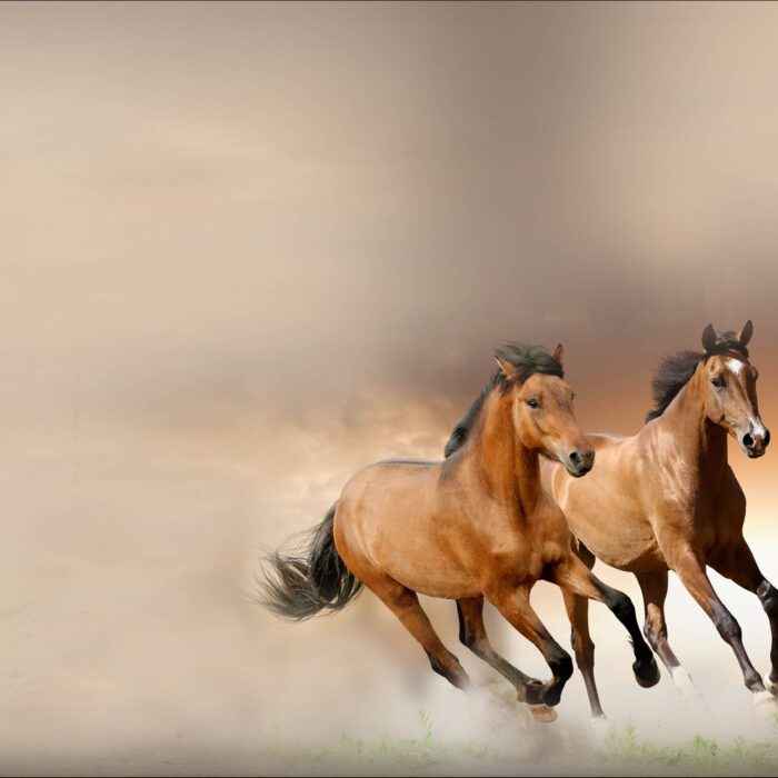 Chevaux
