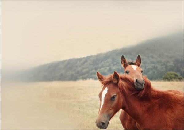 Chevaux