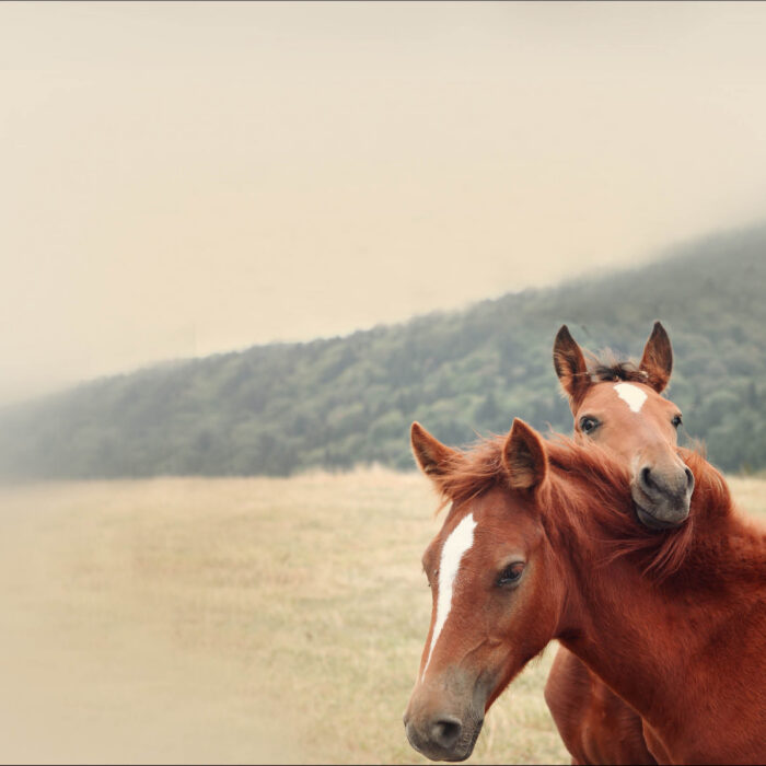 Chevaux